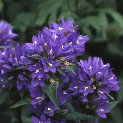 Online kopen - Klokje (Campanula glomerata ‘Acaulis‘)