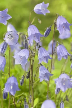 Zojuist toegevoegd | Klokje (Campanula cochleariifolia)