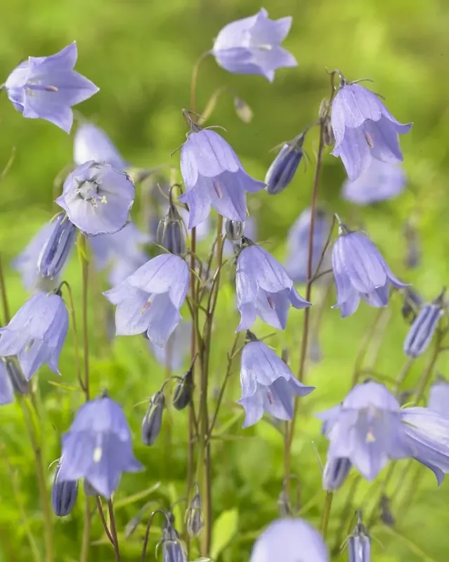 Zojuist toegevoegd | Klokje (Campanula cochleariifolia)