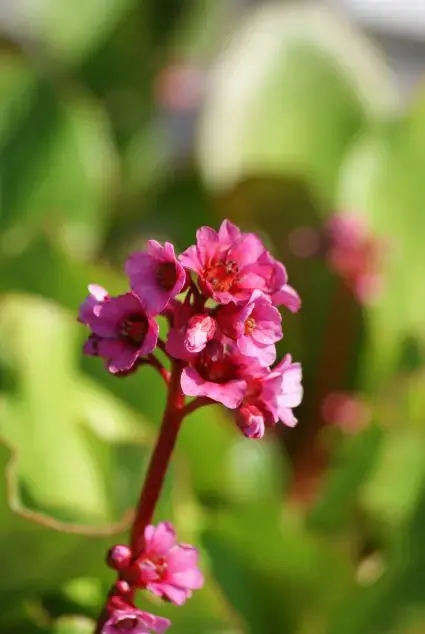 Schoenlappersplant (Bergenia ‘Morgenröte‘) - Nieuw in de shop