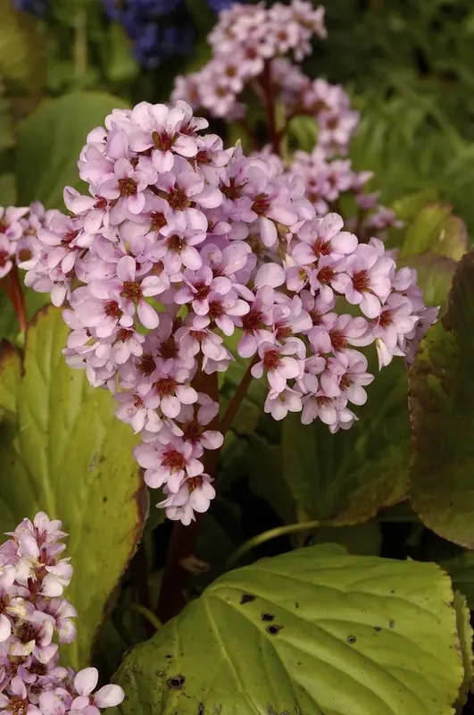 Schoenlappersplant (Bergenia cordifolia ‘Purpurea‘) - Dagdeal