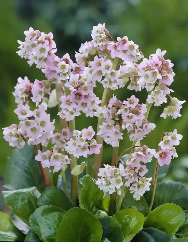 Nog enkele stuks - Schoenlappersplant (Bergenia ‘Baby Doll‘)