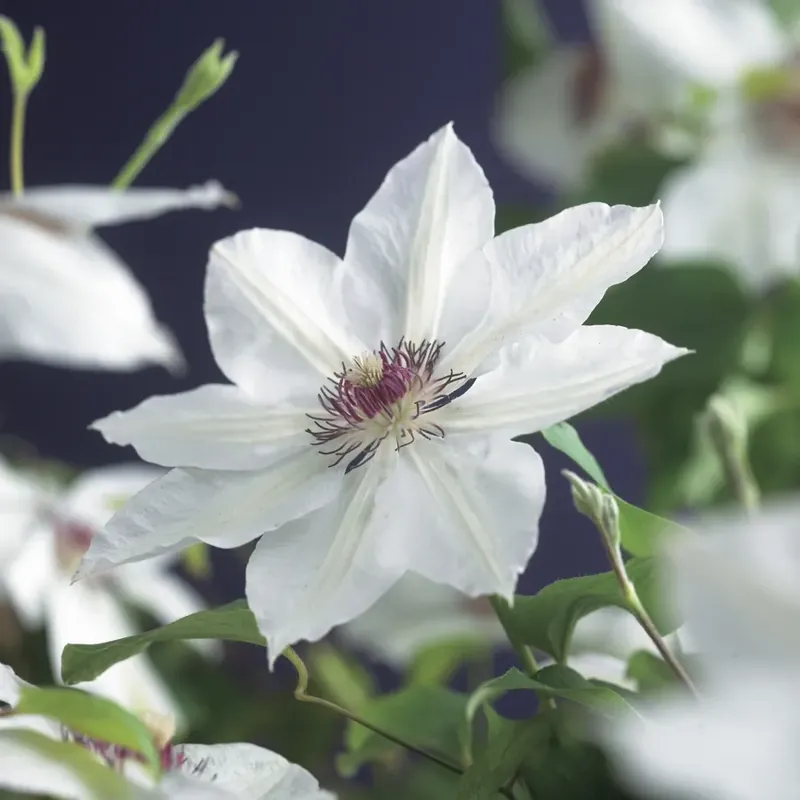 Clematis ‘Miss Bateman‘ onlien bestellen bij Directplant - Veel voordeel
