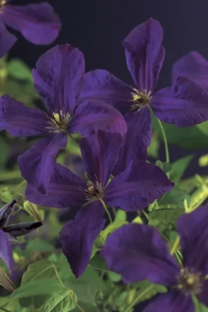 Actie - Clematis ‘Polish Spirit‘ online kopen en bestellen
