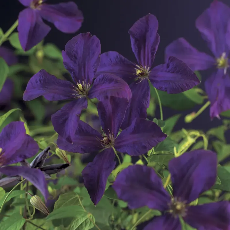 Actie - Clematis ‘Polish Spirit‘ online kopen en bestellen