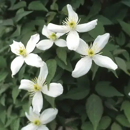 Clematis montana ‘Alba‘ bestellen online bij Directplant - Voordelig