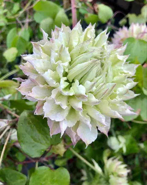 Bosrank (Clematis ‘Midori‘) - Net gelanceerd