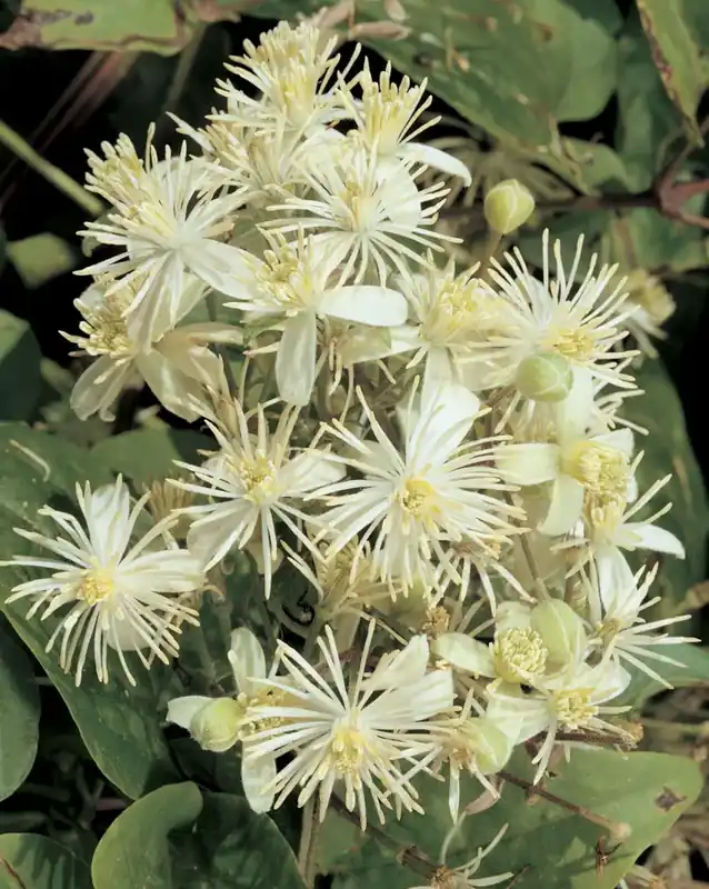 Shop nu - Bosrank (Clematis vitalba)