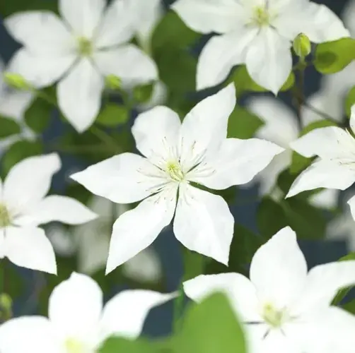 Bosrank (Clematis So Many ‘White Flowers‘) | Aanrader