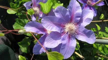Clematis ‘Etoile de malicorne‘ bestellen online bij Directplant | Nu beschikbaar