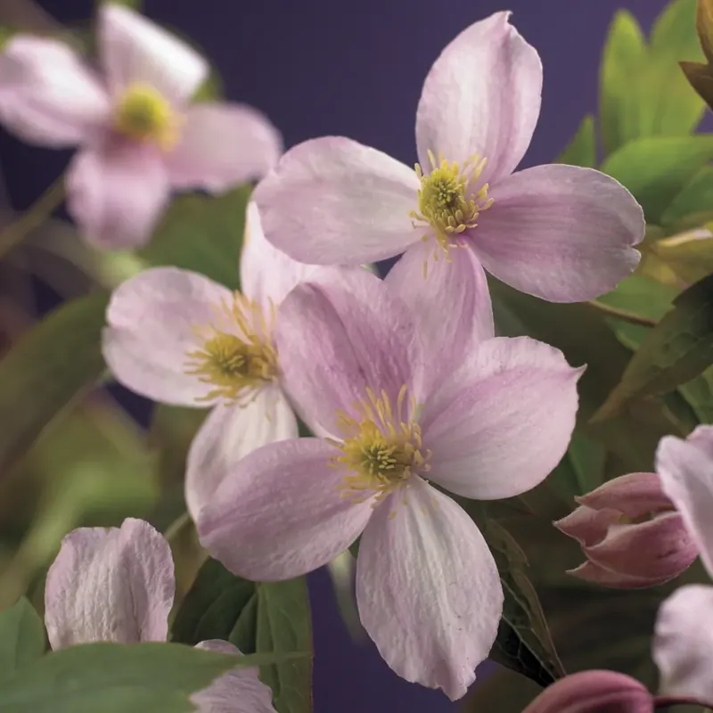 Bosrank (Clematis montana ‘Mayleen‘) - Extra korting
