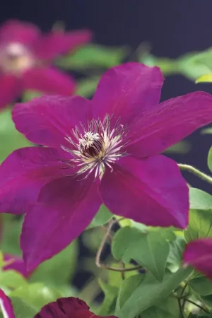 Aanrader | Bosrank (Clematis ‘Westerplatte‘)