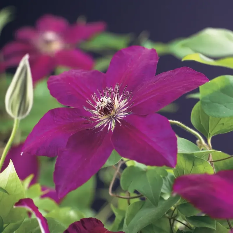 Aanrader | Bosrank (Clematis ‘Westerplatte‘)