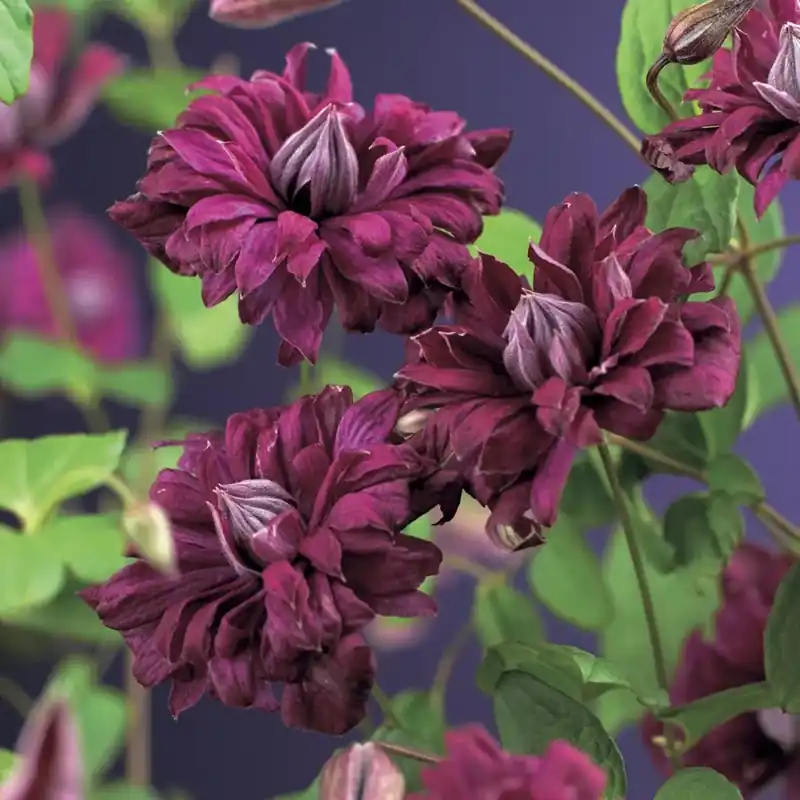 Net binnen | Bosrank (Clematis viticella ‘Purpurea Plena Elegans‘)