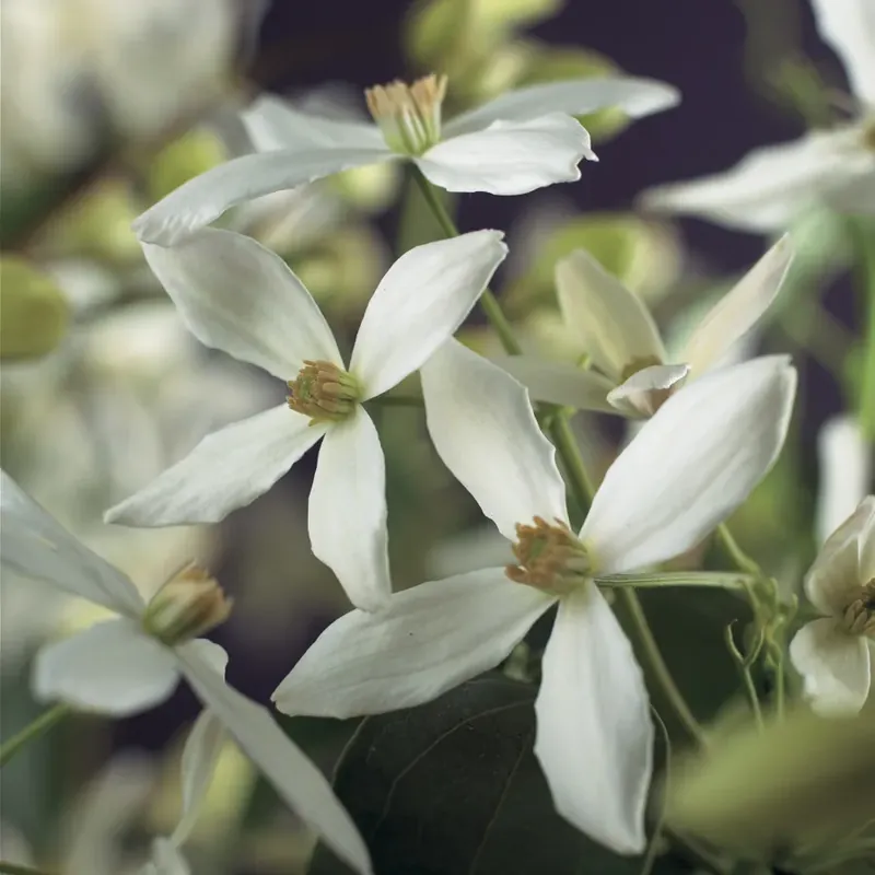 Favoriet van klanten - Groenblijvende Clematis kopen? Clematis armandii met garantie