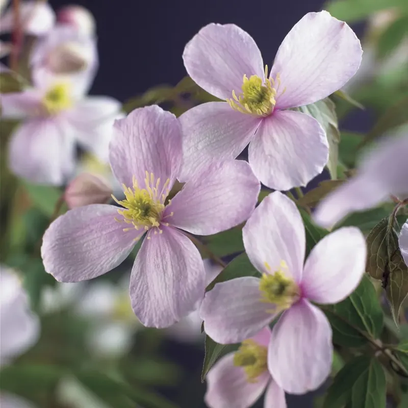 Laatste dagen - Clematis montana ‘Rubens‘ bestellen online bij Directplant