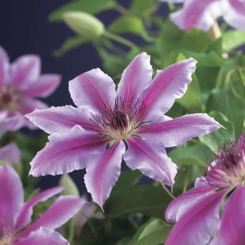 Outlet | Clematis ‘Nelly Moser‘ online bestellen bij Directplant