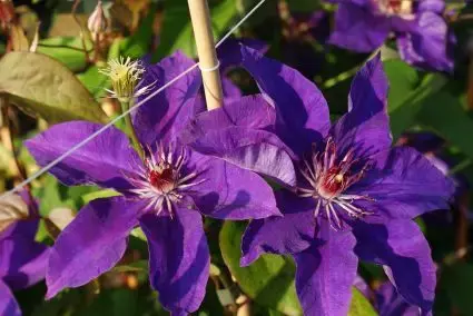 Clematis ‘The President‘ online bestellen bij Directplant - Tijdelijk aanbod