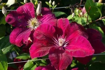 Opruiming | Clematis ‘Rouge Cardinal‘ online bestellen bij Directplant