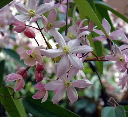 Clematis armandii ‘Apple Blossom‘ kopen? Groenblijvende clematis - Topproduct