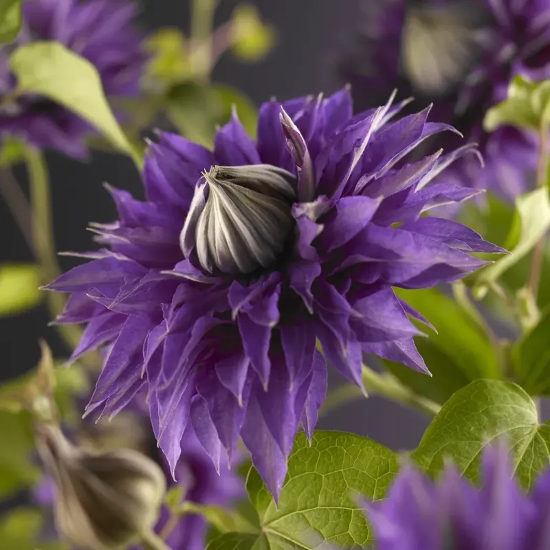 Clematis ‘Multi Blue‘ online bestellen bij Directplant - Voordeelprijs