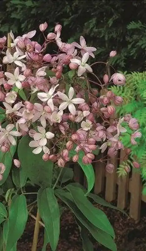 Fabrieksprijs - Groenblijvende Clematis kopen? Clematis Hendersonii Rubra met garantie
