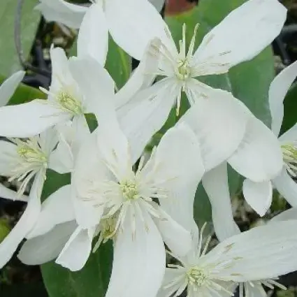 Groenblijvende Clematis kopen? Clematis armandii Snowdrift | Laatste dagen