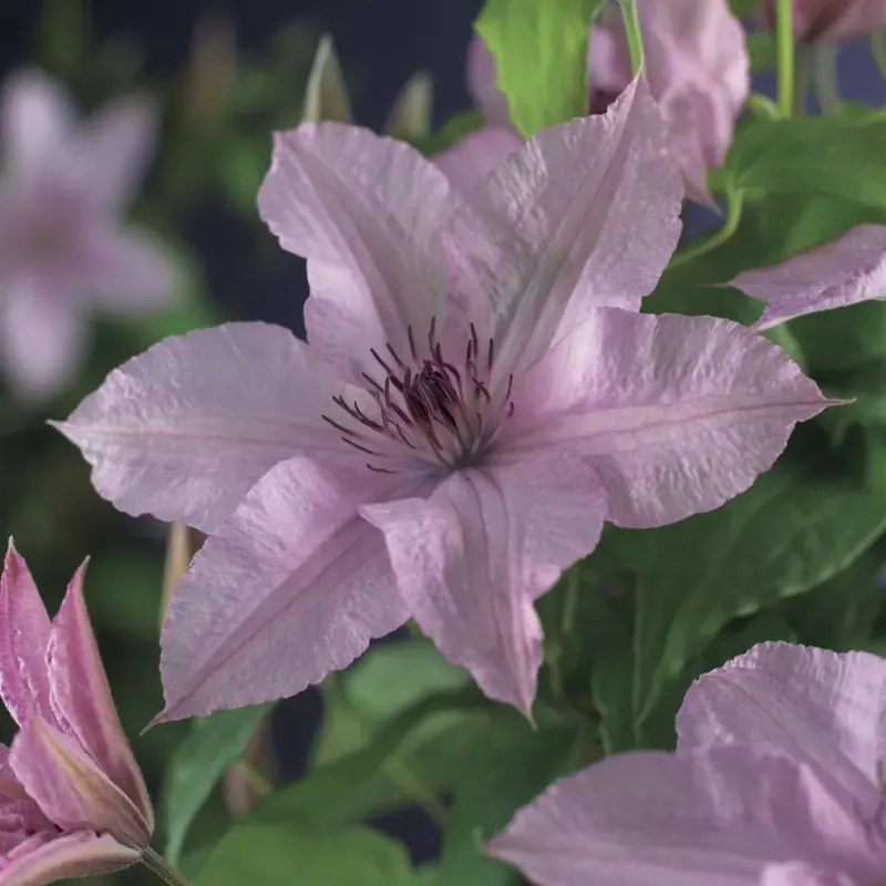 Topdeal | Clematis ‘Hagley Hybrid‘ bestellen online bij Directplant