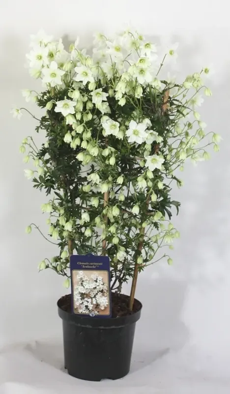 Groenblijvende Clematis kopen? Clematis Avalanche met garantie - Nieuwe release