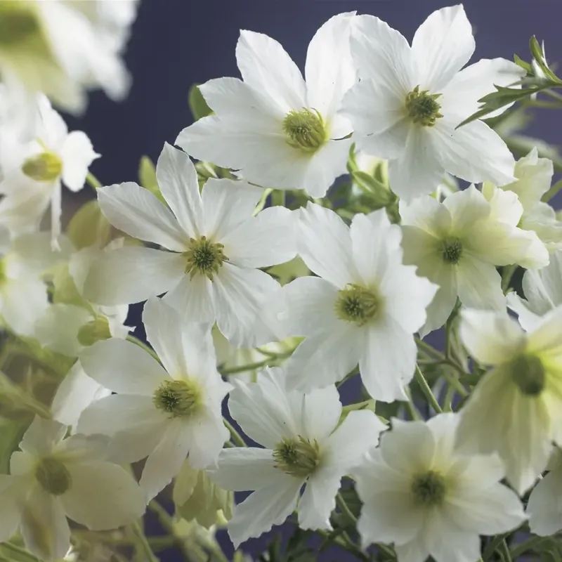 Clematis ‘Early Sensation‘ bestellen bij Directplant - Veel voordeel