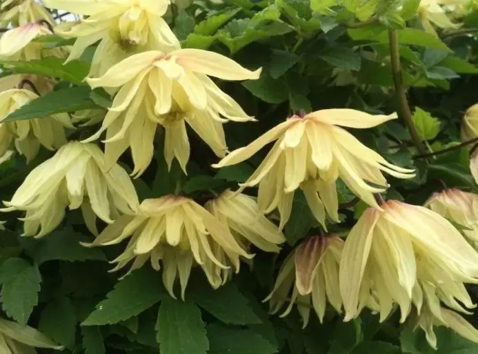 Bosrank (Clematis ‘Amber‘) - Verlaagde prijs