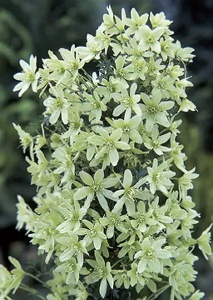 Bosrank, groenblijvend (Clematis ‘Pixie‘) - Outlet