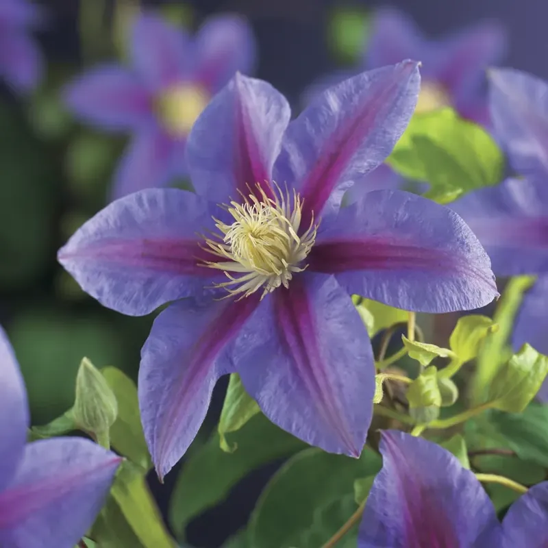 Shop nu | Clematis ‘Barbara jackman‘ online bestellen bij Directplant
