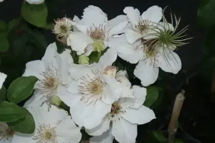 Clematis ‘Destiny‘ bestellen online bij Directplant | Topdeal