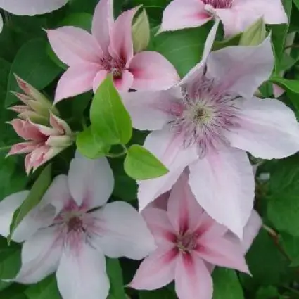 Klaar voor verzending | Clematis ‘John Paul II‘ kopen en online bestellen