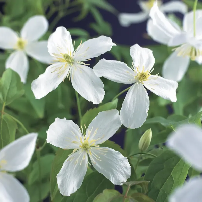 Clematis montana ‘Grandiflora‘ online bestellen bij Directplant - Premiumkwaliteit