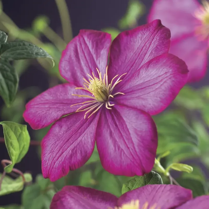 Clematis ‘Ville de Lyon‘ online bestellen bij Directplant - Superprijs