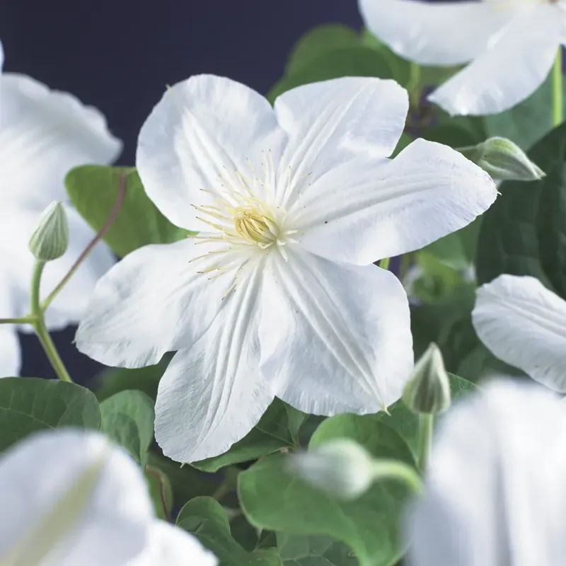 Uitverkoop - Clematis ‘Madame Le Coultre‘ online bestellen bij Directplant
