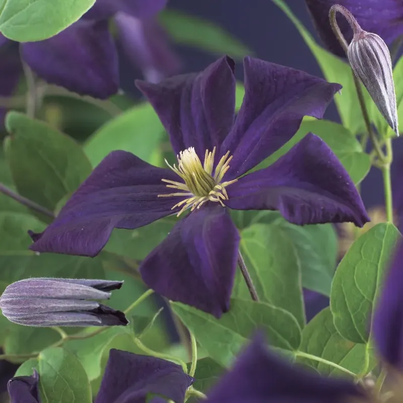 Clematis ´Romantika´ bestellen online bij Directplant | Erg populair