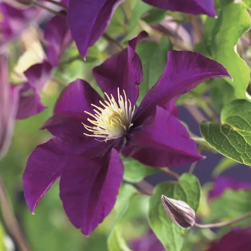 Clematis ‘Warszawska Nike‘ bestellen online bij Directplant | Expreslevering