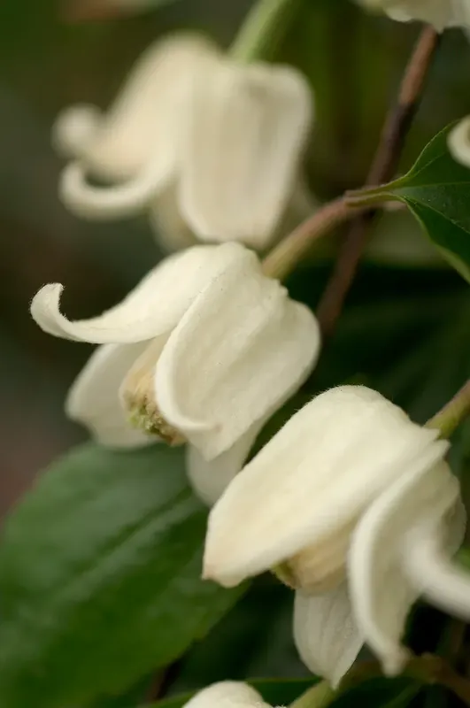 Koop vandaag - Groenblijvende Clematis (Clematis ‘Winter Beauty’)
