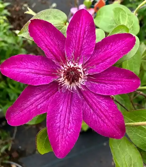Verlaagde prijs | Bosrank (Clematis ‘Haru-ichiban‘)