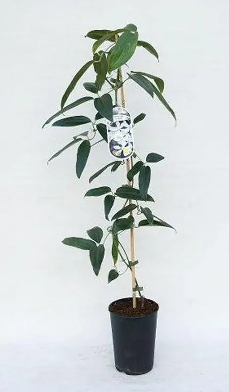 Groenblijvende Clematis (Clematis armandii ‘Enham Star‘) - Beste prijs