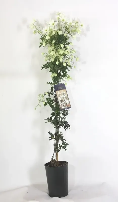 Groenblijvende Clematis (Clematis ‘White Abundance’) - Laatste kans