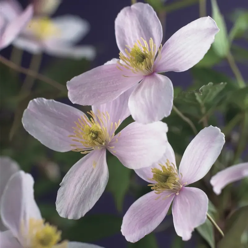Sale - Bosrank (Clematis montana ‘Fragrant Spring‘)