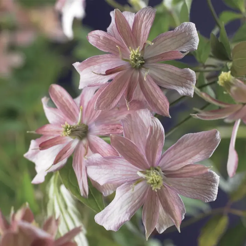 Bosrank (Clematis montana ‘Broughton Star‘) - Veel gekozen