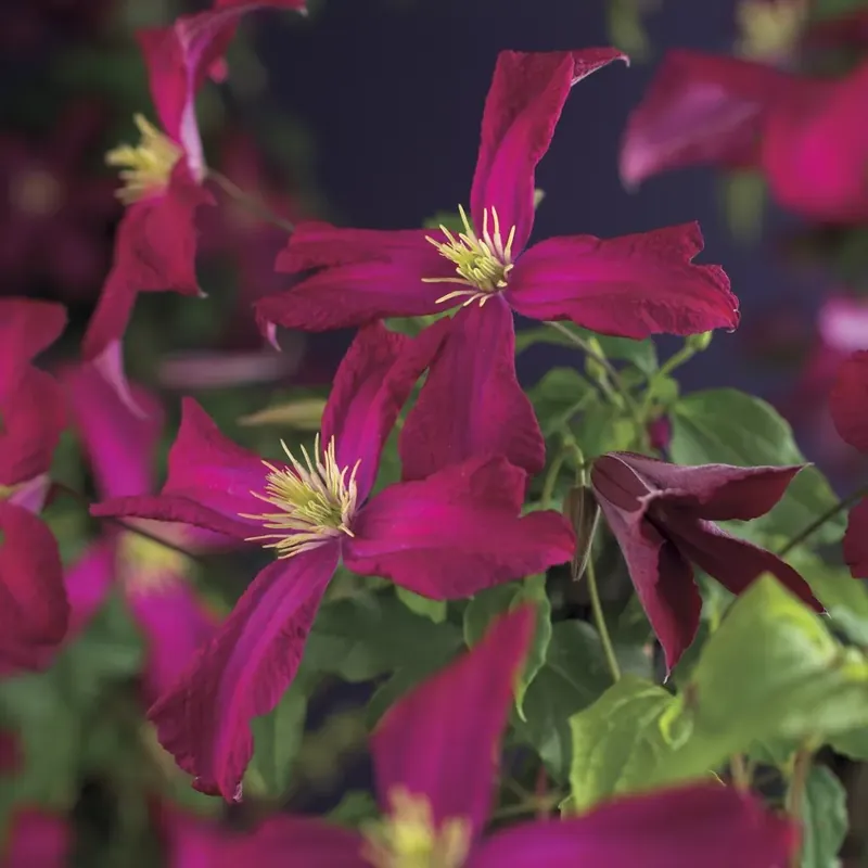 Net gelanceerd | Bosrank (Clematis viticella ‘Madame Julia Correvon‘)