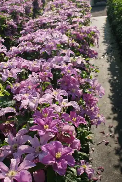 Clematis ‘Comtesse de Bouchaud‘ online bestellen bij Directplant | Nieuw product