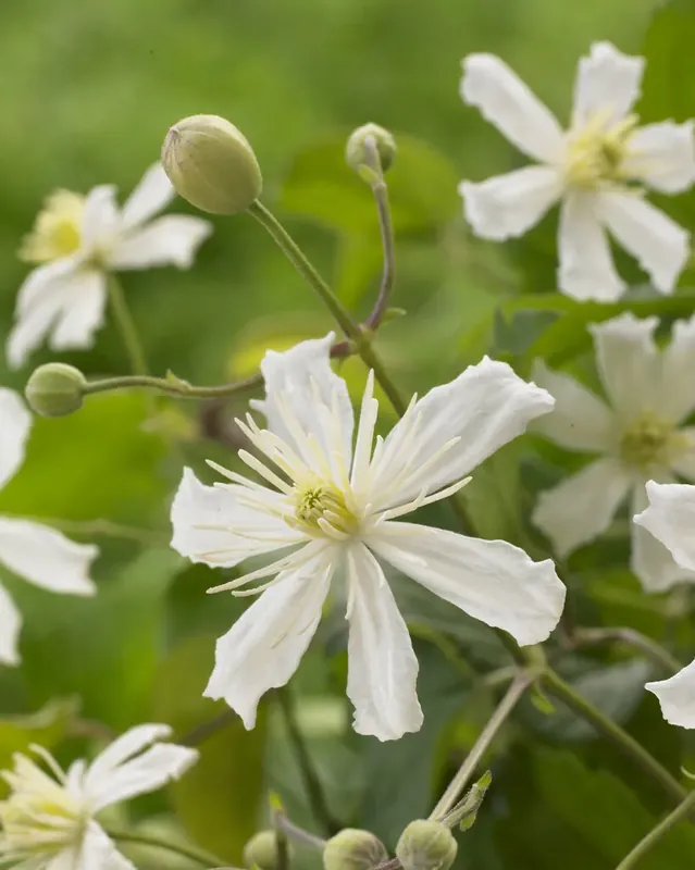 Tijdelijke aanbieding - Clematis ‘Paul Farges‘ online bestellen bij Directplant