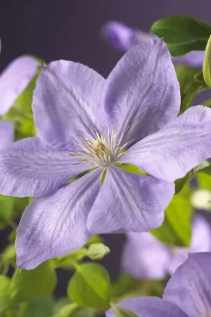 Actie loopt bijna af | Clematis ‘Mrs Cholmondeley‘ online bestellen bij Directplant
